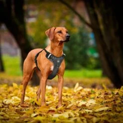 Hondentuigje - Anti-Trek Tuig - Hondenharnas - Y Tuig Hond - Reflecterend - Zwart - Maat XL -Dieren Product Winkel 1200x1200 2878