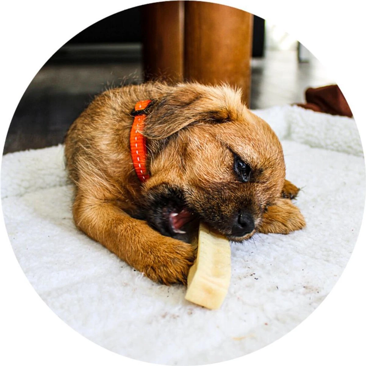 RENSKE | Renske Chhurpi Kauwkluif 3 RENSKE | Renske Chhurpi Kauwkluif - Afbeelding 3