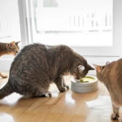 BeOneBreed Intellikatt - Slowfeeder Voor Katten - Voerpuzzel Aanbevolen Door Dierenartsen En Kattengedragsdeskundigen -Dieren Product Winkel 1200x1200 292