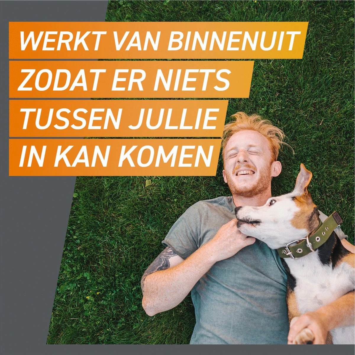 Frontpro Hond M 4-10 Kg 3 Tabletten 6 Frontpro Hond M 4-10 Kg 3 Tabletten - Afbeelding 6