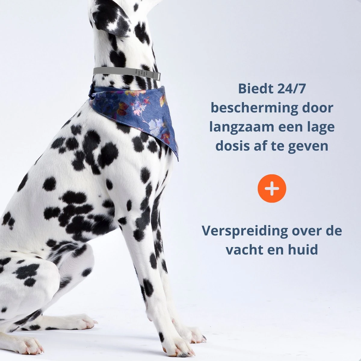 Merkloos Vlooienband Hond - 8 Maanden Bescherming - Vlooienband - Natuurlijk - Tekenband - Anti Vlooien - 63cm - Fit All Sizes - Vlooienbandjes Hond - Vlooien - Teken 4 Merkloos Vlooienband Hond - 8 Maanden Bescherming - Vlooienband - Natuurlijk - Tekenband - Anti Vlooien - 63cm - Fit All Sizes - Vlooienbandjes Hond - Vlooien - Teken - Afbeelding 4