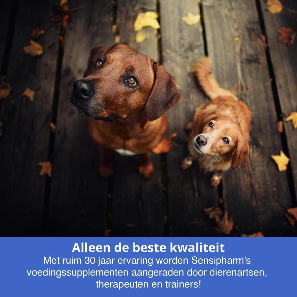 Sensipharm Feelings Control Anti-Stress Voor Hond En Kat - Kalmerend En Rustgevend Voedingssupplement Bij Stress, Angst En Agressie - 90 Tabletten à 1000 Mg 5 Sensipharm Feelings Control Anti-Stress Voor Hond En Kat - Kalmerend En Rustgevend Voedingssupplement Bij Stress, Angst En Agressie - 90 Tabletten à 1000 Mg - Afbeelding 5
