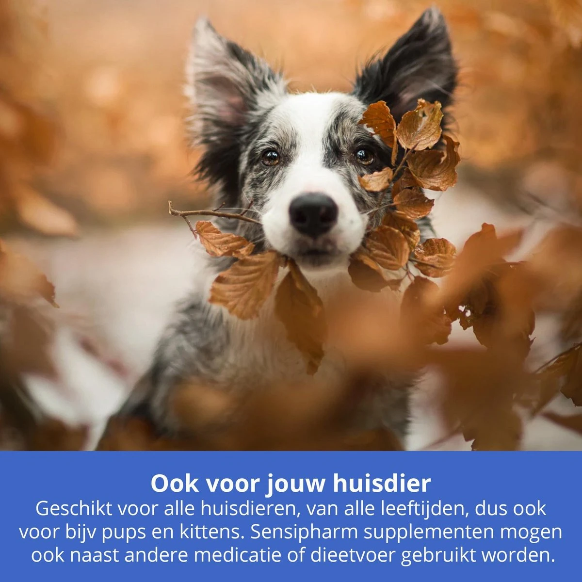 Sensipharm Feelings Control Anti-Stress Voor Hond En Kat - Kalmerend En Rustgevend Voedingssupplement Bij Stress, Angst En Agressie - 90 Tabletten à 1000 Mg 6 Sensipharm Feelings Control Anti-Stress Voor Hond En Kat - Kalmerend En Rustgevend Voedingssupplement Bij Stress, Angst En Agressie - 90 Tabletten à 1000 Mg - Afbeelding 6