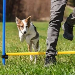 Agility Voor De Hond - Agility Set- Hondentunnel 300 Cm- Slalom Set - Horde - Startveld - Honden Behendigheidsset - 16 Delig - Tunnel - Slalom - Horde - Agility Set Voor De Hond - Agility Set -Dieren Product Winkel 1200x1200 3076