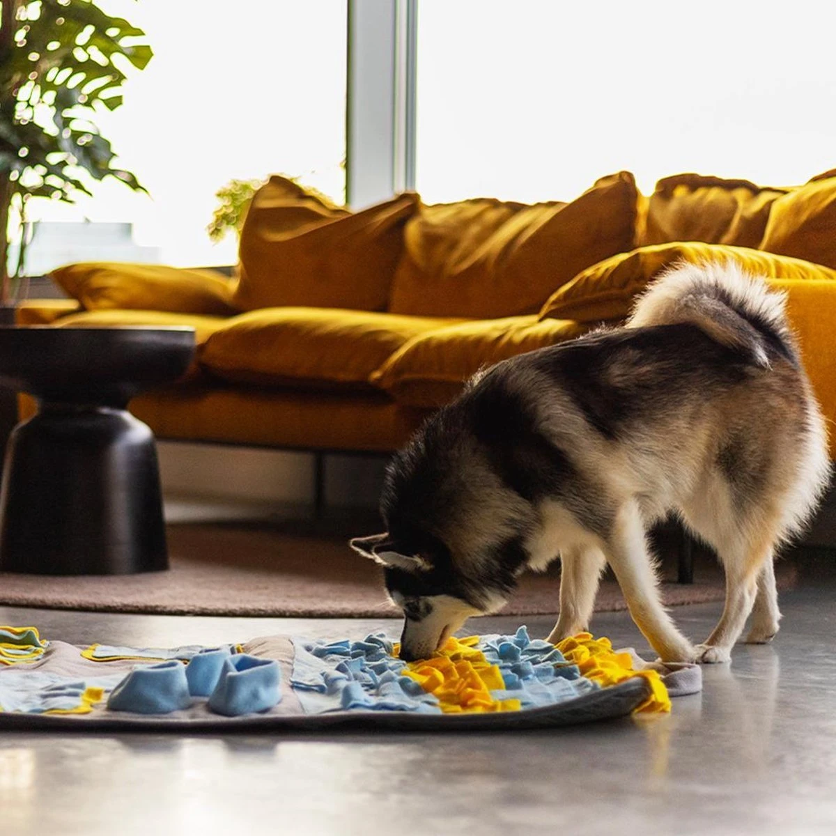 Snuffies Snuffelmat Jara 100x65cm - Snuffelmat – Snuffelmatten - Honden Speelgoed - Honden Speelgoed Intelligentie – Snuffelmat - Snuffelmat Hond - Snuffelmatten – Hersenwerk – Honden Speeltjes – Puppy - Puppy Speelgoed - Honden Denkspelletjes 4 Snuffies Snuffelmat Jara 100x65cm - Snuffelmat – Snuffelmatten - Honden Speelgoed - Honden Speelgoed Intelligentie – Snuffelmat - Snuffelmat Hond - Snuffelmatten – Hersenwerk – Honden Speeltjes – Puppy - Puppy Speelgoed - Honden Denkspelletjes - Afbeelding 4