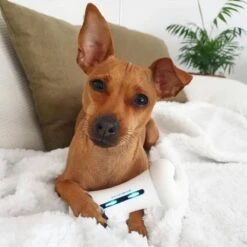 Cheerble Wickedbone|Automatisch Hondenspeeltje|Interactief En Intelligent Speelgoed Voor Honden|App & Bluetooth Bestuurbaar|USB Oplaadbaar 21 Cheerble Wickedbone|Automatisch Hondenspeeltje|Interactief En Intelligent Speelgoed Voor Honden|App & Bluetooth Bestuurbaar|USB Oplaadbaar -Dieren Product Winkel 1200x1200 3213