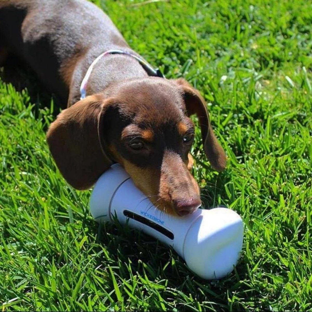 Cheerble Wickedbone|Automatisch Hondenspeeltje|Interactief En Intelligent Speelgoed Voor Honden|App & Bluetooth Bestuurbaar|USB Oplaadbaar 11 Cheerble Wickedbone|Automatisch Hondenspeeltje|Interactief En Intelligent Speelgoed Voor Honden|App & Bluetooth Bestuurbaar|USB Oplaadbaar - Afbeelding 11