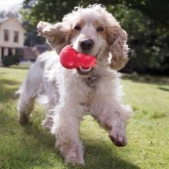 Kong Kauwbot - Hondenspeelgoed - Rood - L -Dieren Product Winkel 1200x1200 3228