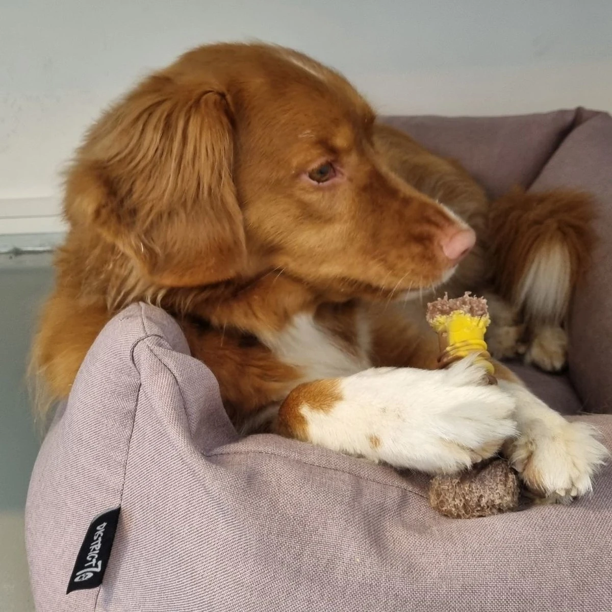 Nylabone Extreme Kauwbot Met Rund- En Kaassmaak - Voor Krachtige Kauwers - In S/M/XL - X-Large 2 Nylabone Extreme Kauwbot Met Rund- En Kaassmaak - Voor Krachtige Kauwers - In S/M/XL - X-Large - Afbeelding 2