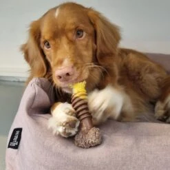 Nylabone Extreme Kauwbot Met Rund- En Kaassmaak - Voor Krachtige Kauwers - In S/M/XL - X-Large 26 Nylabone Extreme Kauwbot Met Rund- En Kaassmaak - Voor Krachtige Kauwers - In S/M/XL - X-Large -Dieren Product Winkel 1200x1200 3231