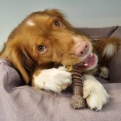 Nylabone Extreme Kauwbot Met Rund- En Kaassmaak - Voor Krachtige Kauwers - In S/M/XL - X-Large 27 Nylabone Extreme Kauwbot Met Rund- En Kaassmaak - Voor Krachtige Kauwers - In S/M/XL - X-Large -Dieren Product Winkel 1200x1200 3232