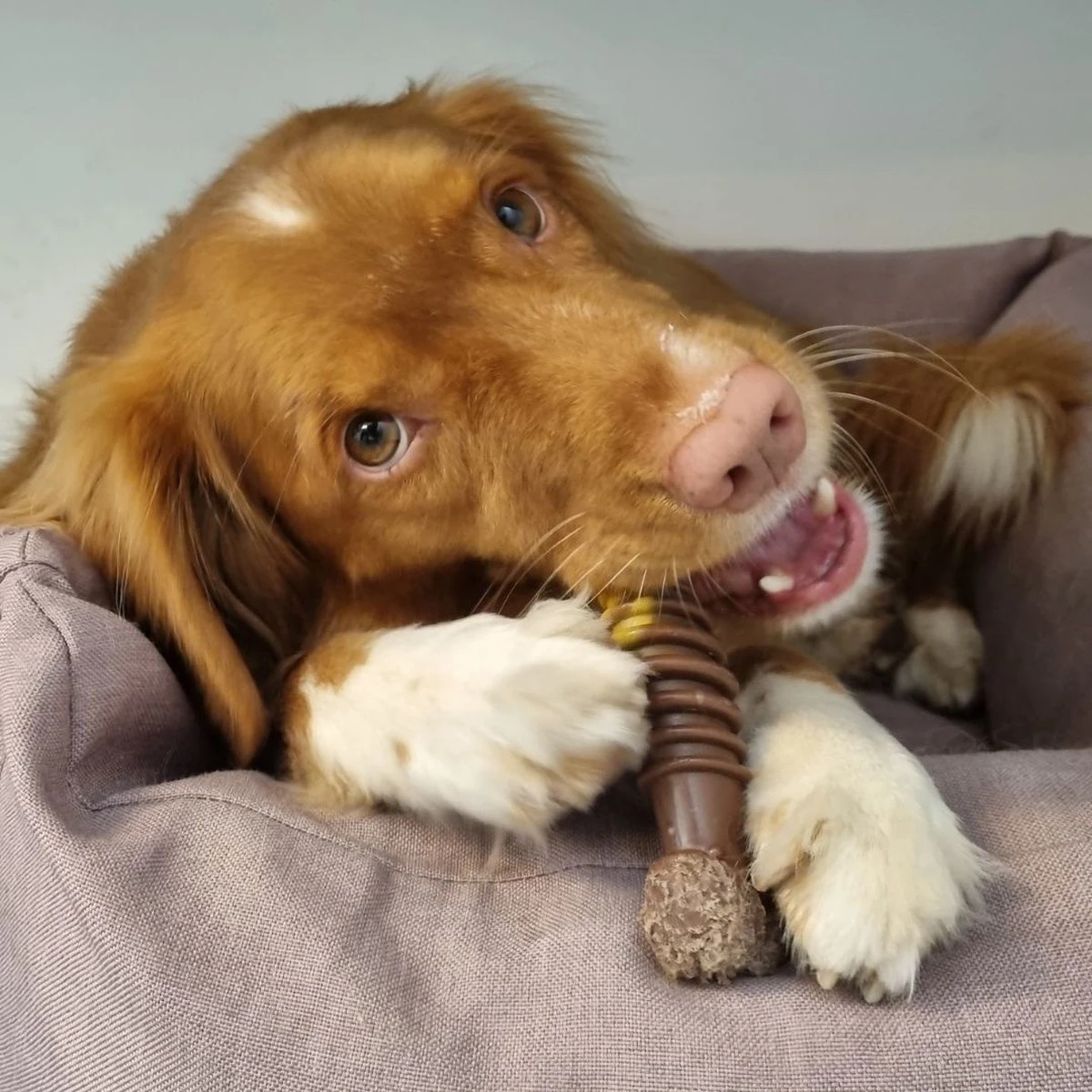 Nylabone Extreme Kauwbot Met Rund- En Kaassmaak - Voor Krachtige Kauwers - In S/M/XL - X-Large 9 Nylabone Extreme Kauwbot Met Rund- En Kaassmaak - Voor Krachtige Kauwers - In S/M/XL - X-Large - Afbeelding 9