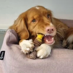 Nylabone Extreme Kauwbot Met Rund- En Kaassmaak - Voor Krachtige Kauwers - In S/M/XL - X-Large 29 Nylabone Extreme Kauwbot Met Rund- En Kaassmaak - Voor Krachtige Kauwers - In S/M/XL - X-Large -Dieren Product Winkel 1200x1200 3233