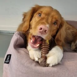 Nylabone Extreme Kauwbot Textuur Met Rund- En Kaassmaak -Dieren Product Winkel 1200x1200 3239