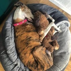 Merkloos Hondenknuffel - Puppyknuffel Met Hartslag - Knuffel Met Hartslag - Antistress Hond - Hondenspeelgoed -Dieren Product Winkel 1200x1200 3276