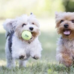 Kong Air Squacker Tennisbal - Hondenspeelgoed - Geel - M - Ø7,1 Cm 17 Kong Air Squacker Tennisbal - Hondenspeelgoed - Geel - M - Ø7,1 Cm -Dieren Product Winkel 1200x1200 3322