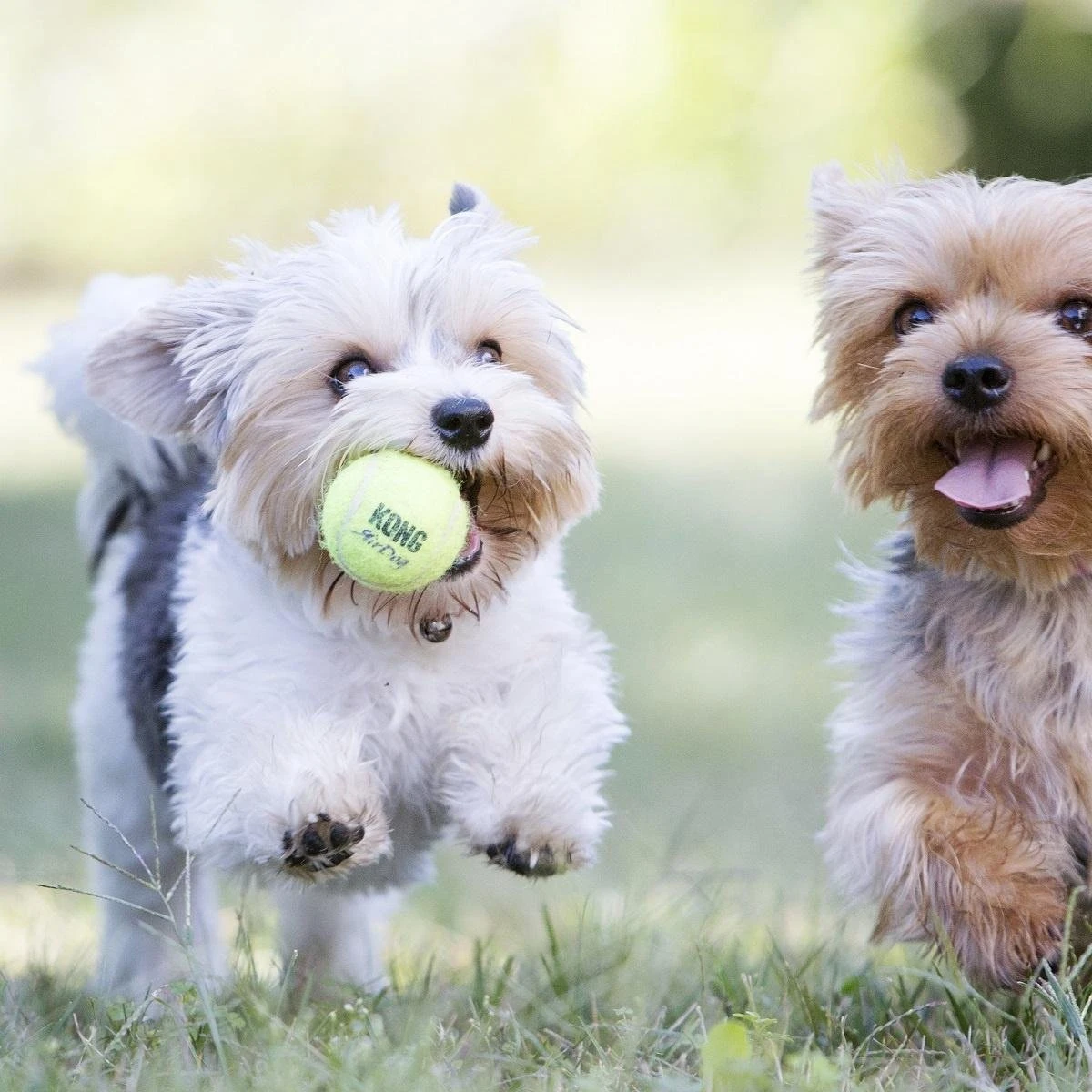 Kong Air Squacker Tennisbal - Hondenspeelgoed - Geel - M - Ø7,1 Cm 3 Kong Air Squacker Tennisbal - Hondenspeelgoed - Geel - M - Ø7,1 Cm - Afbeelding 3