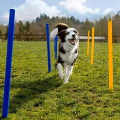 Agility Voor De Hond - 16 Delig - Agility Set - Hondentunnel - Horde - Slalom Palen - Honden Training Set - Honden Behendigheidsset - Agility Toestellen -Dieren Product Winkel 1200x1200 3339