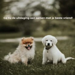 AYOO Agility Voor De Hond - Honden Training - Honden Behendigheid Set - Hondenparcours - Training Huisdieren - Honden Agility Set - Slalom - Horde - Draagzak - Agility Set - Oranje - Wit - GRATIS Speeltouw -Dieren Product Winkel 1200x1200 3362