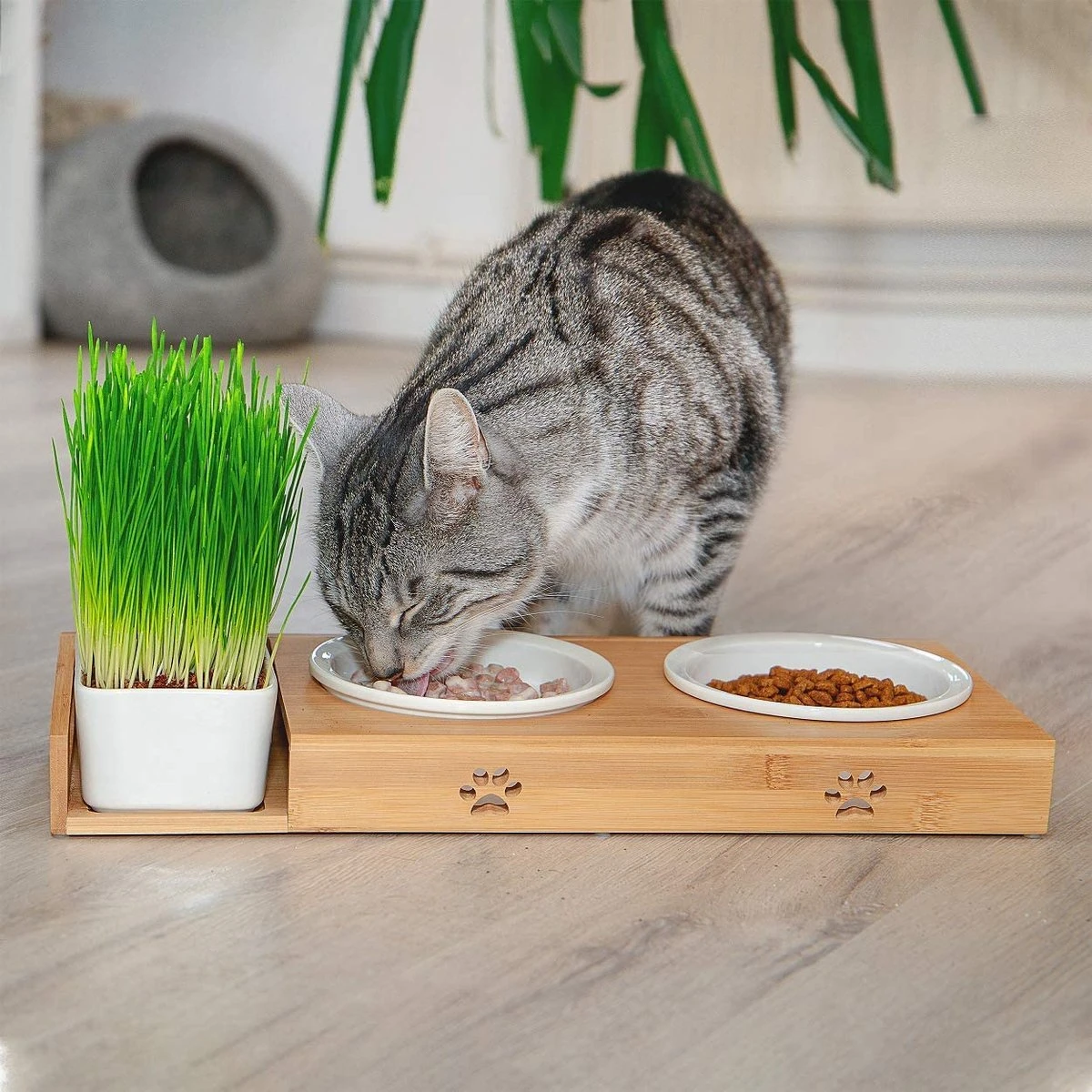 Pfotenolymp® Voederstation Met Kattengras Voor Katten - Porseleinen Kattenbak/Voedingsbak - Verhoogde Kom Set Met Kattengrasbak - Voerbak Hoog 6 Pfotenolymp® Voederstation Met Kattengras Voor Katten - Porseleinen Kattenbak/Voedingsbak - Verhoogde Kom Set Met Kattengrasbak - Voerbak Hoog - Afbeelding 6