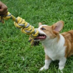 BoDutch Flostouw Hond - Hondenspeelgoed - Trektouw Hond - Hondentouw - Flostouw Hond - 60 Cm - Apporteerspeelgoed - Geel/Grijs -Dieren Product Winkel 1200x1200 3387