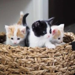 District 70 COCOON - Luxe Hondenmand Van Duurzaam Hoogwaardig Riet Met Zacht Kussen - Maten S/M/L - Large -Dieren Product Winkel 1200x1200 3473