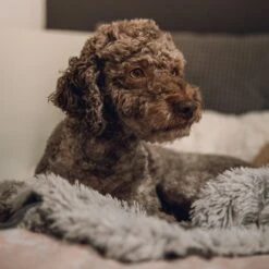 Fluffy Blanket - Pluche Hondendeken - 120 X 100 CM - Grijs - Voor De Auto Of Bank - Fleece -Dieren Product Winkel 1200x1200 3680