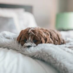 Fluffy Blanket - Pluche Hondendeken - 120 X 100 CM - Grijs - Voor De Auto Of Bank - Fleece -Dieren Product Winkel 1200x1200 3681