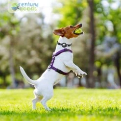 Airtag Halsband Kat - Apple Airtag Kat- & Hond - Airtag Katten Halsband - 5 Cm T/m 35 Cm - Reflecterend & Comfortabel | Apple Airtag Niet Inbegrepen! 13 Airtag Halsband Kat - Apple Airtag Kat- & Hond - Airtag Katten Halsband - 5 Cm T/m 35 Cm - Reflecterend & Comfortabel | Apple Airtag Niet Inbegrepen! -Dieren Product Winkel 1200x1200 3701