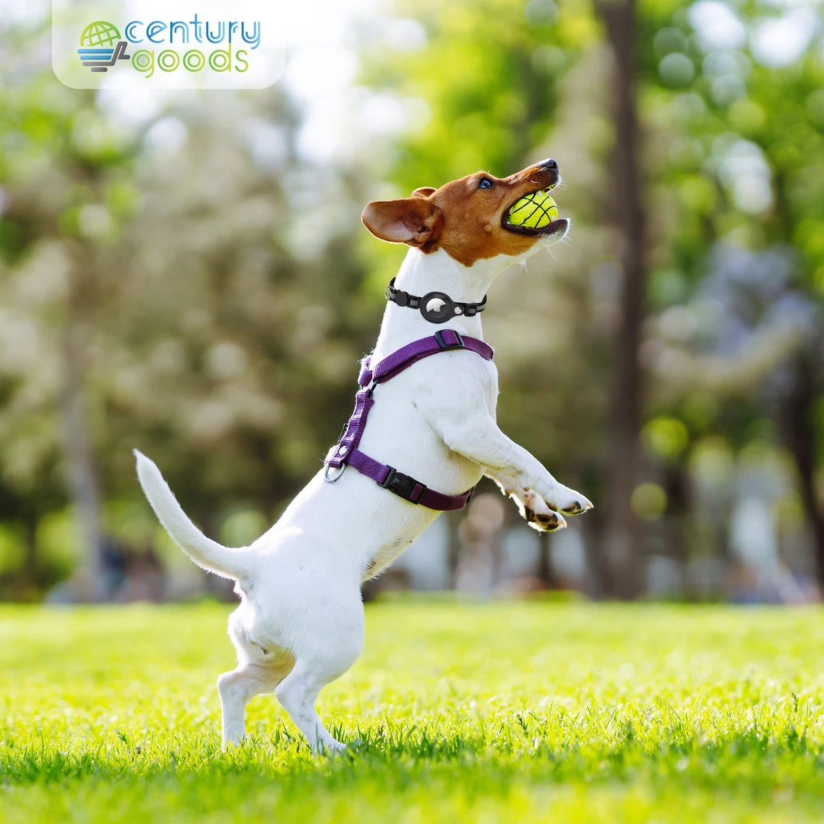 Airtag Halsband Kat - Apple Airtag Kat- & Hond - Airtag Katten Halsband - 5 Cm T/m 35 Cm - Reflecterend & Comfortabel | Apple Airtag Niet Inbegrepen! 7 Airtag Halsband Kat - Apple Airtag Kat- & Hond - Airtag Katten Halsband - 5 Cm T/m 35 Cm - Reflecterend & Comfortabel | Apple Airtag Niet Inbegrepen! - Afbeelding 7