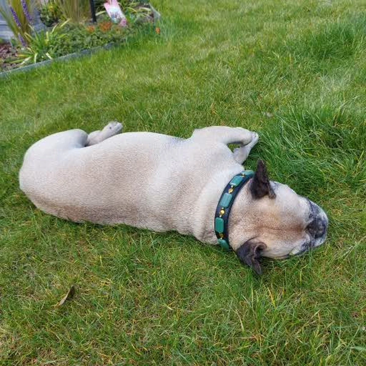 Merkloos Hondenhalsband Met Edelstenen - Avonturijn - Maat L - Kalmerend - Leer - Luxe Band 6 Merkloos Hondenhalsband Met Edelstenen - Avonturijn - Maat L - Kalmerend - Leer - Luxe Band - Afbeelding 6