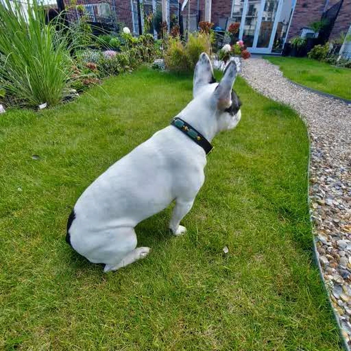 Merkloos Hondenhalsband Met Edelstenen - Avonturijn - Maat L - Kalmerend - Leer - Luxe Band 7 Merkloos Hondenhalsband Met Edelstenen - Avonturijn - Maat L - Kalmerend - Leer - Luxe Band - Afbeelding 7