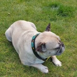 Merkloos Hondenhalsband Met Edelstenen - Avonturijn - Maat L - Kalmerend - Leer - Luxe Band 18 Merkloos Hondenhalsband Met Edelstenen - Avonturijn - Maat L - Kalmerend - Leer - Luxe Band -Dieren Product Winkel 1200x1200 3710