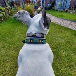 Merkloos Hondenhalsband Met Edelstenen - Avonturijn - Maat L - Kalmerend - Leer - Luxe Band 19 Merkloos Hondenhalsband Met Edelstenen - Avonturijn - Maat L - Kalmerend - Leer - Luxe Band -Dieren Product Winkel 1200x1200 3711