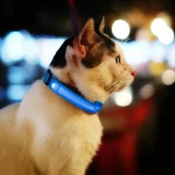 Lichtgevende Halsband LED Maat XS 28 - 38 Cm USB Oplaadbaar Hondenhalsband Puppy Riem - Roze Hond Dog Kat Kitten Cat - Dutchwide -Dieren Product Winkel 1200x1200 3761
