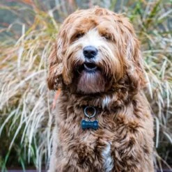 Titanium Hondenpenning Met Naam Inclusief 2 Kanten Graveren Bot 40 Mm | Luxe Honden Penning -Dieren Product Winkel 1200x1200 3793