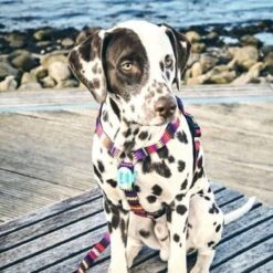 Max & Molly Matrix Ultra Led Honden Veiligheidslicht - Dierenlampje - Zwart -Dieren Product Winkel 1200x1200 3810