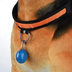 Professor Q - Verlichting Hond - Led Lampje Honden - Lampje Hondenhalsband - Honden Lampje Halsband - Hondenlampje - Blauw -Dieren Product Winkel 1200x1200 3841