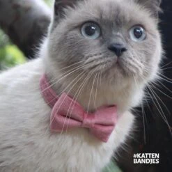 Kattenhalsband Velvet Met Strik | Halsband Kat | Kattenband Velours | Kattenbandje Velvet Met Strik, Veiligheidssluiting En Belletje In Roze -Dieren Product Winkel 1200x1200 738