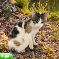 Rirri Kattenharnas Met Looplijn - Kattentuigje Met Looplijn Hoogwaardige Kwaliteit - Zwart -Dieren Product Winkel 1200x1200 743