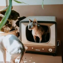 District 70 TELLY - Retro TV Krabmeubel - Instagrammable Kartonnen TV Voor Katten - 39 X 27 X 37 Cm -Dieren Product Winkel 1200x1200 808