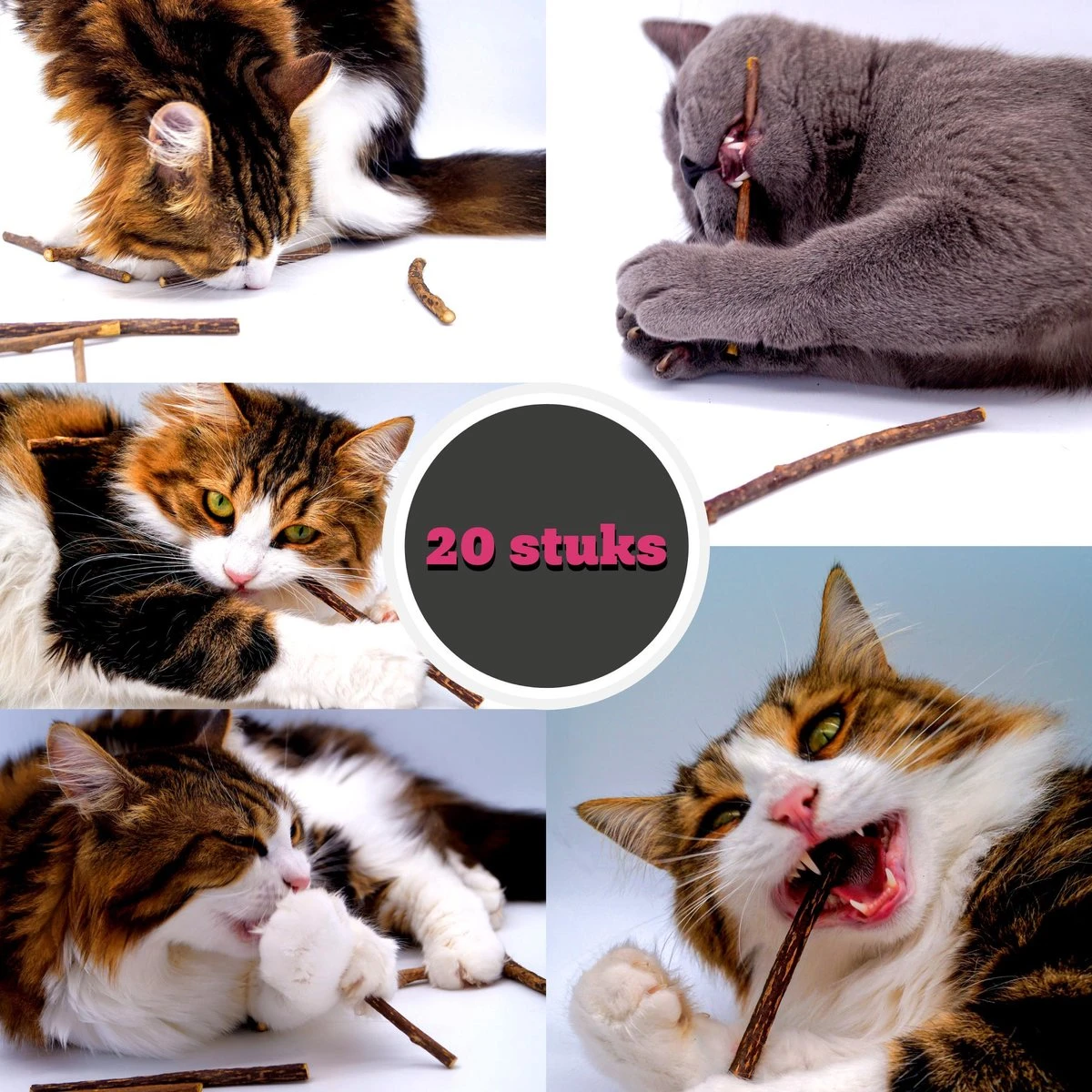 Make Me Purr Matatabi Sticks (20 Stuks) - Silver Vine Kattenkruid Stokjes - Catnip Effect Kauwstokjes - Kattensnack Kattensnoepjes - Kattenspeelgoed Kattenspeeltjes 1 Make Me Purr Matatabi Sticks (20 Stuks) - Silver Vine Kattenkruid Stokjes - Catnip Effect Kauwstokjes - Kattensnack Kattensnoepjes - Kattenspeelgoed Kattenspeeltjes