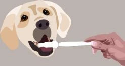 Aedogz Tandsteen Verwijder Spons Hond & Kat - Verwijdert Tandsteen, Aanslag En Vlekken - Verfrist De Adem Voorkomt Tandvleesproblemen. -Dieren Product Winkel 1200x632