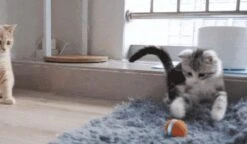 Cheerble Mini Ball 2.0 - Slimme Interactieve Zelf Rollende Bal Voor Katten - 3 Speelmodi - Kattenspeeltjes - USB Oplaadbaar - Rood -Dieren Product Winkel 1200x701