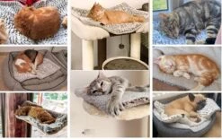 Merkloos Zelfverwarmende Dierendeken Zonder Stroom Thermo Deken Hond Kat Inclusief Adreslabel 70 X 47 Cm 13 Merkloos Zelfverwarmende Dierendeken Zonder Stroom Thermo Deken Hond Kat Inclusief Adreslabel 70 X 47 Cm -Dieren Product Winkel 1200x751 9