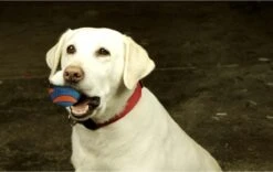 Chuckit! Chuckit Ultra Squeaker Ball Medium ø 6 Cm 2 - Pack -Dieren Product Winkel 1200x760 5