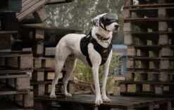 Always Prepared © Pro K9 Hondentuig - Anti Trek - Y Tuig - Middel En Grote Hond - Veiligheidstuig -Dieren Product Winkel 1200x761 5