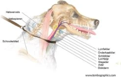 Anny.X Hondentuig Y Tuig Bruin Barnsteen Maat L Geschikt Voor Borstomvang 70-86cm -Dieren Product Winkel 1200x765 4