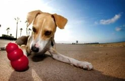 Kong Kauwbot - Hondenspeelgoed - Rood - L -Dieren Product Winkel 1200x771 5