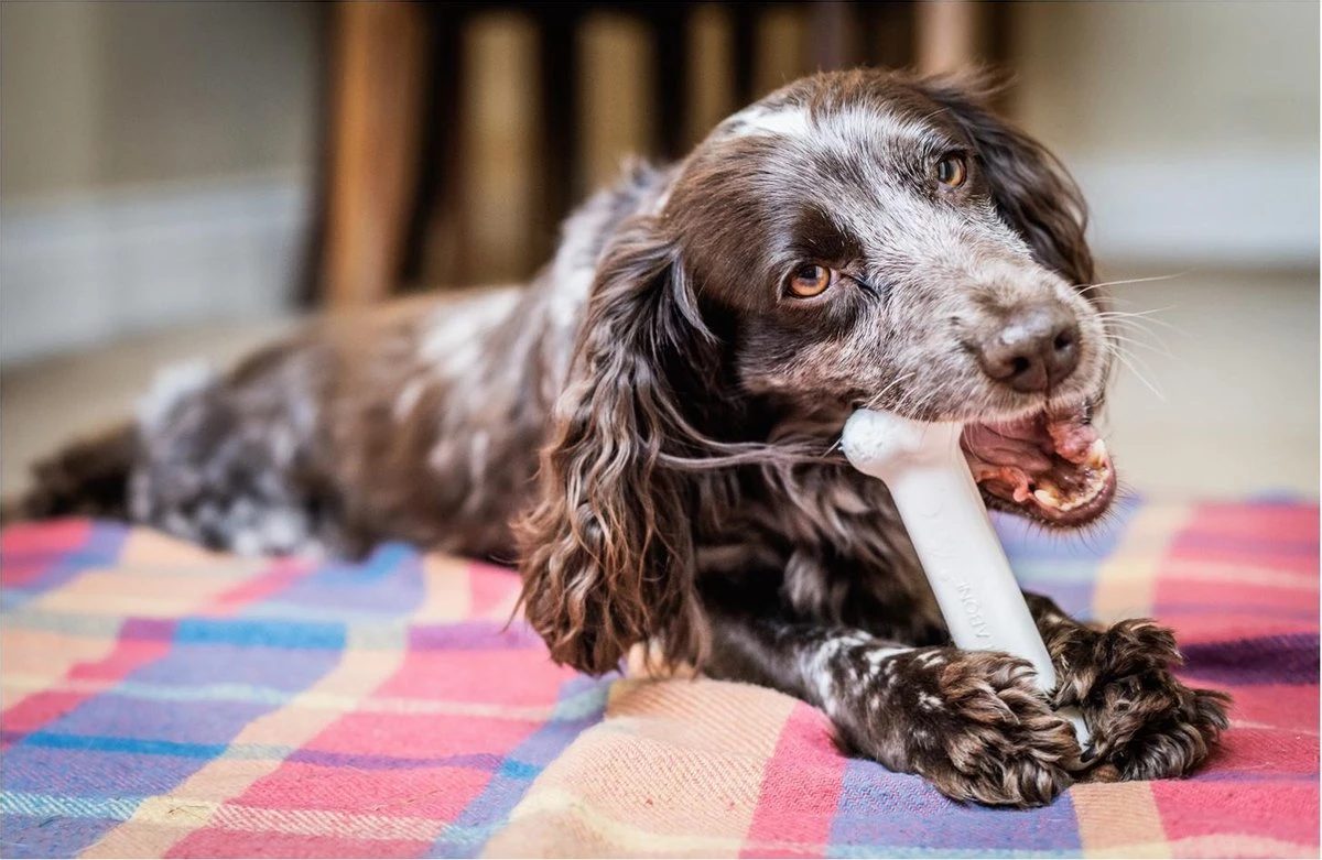 Nylabone Harde Bijters Kluif - Kip - Voor Honden Tot 15 Kg 5 Nylabone Harde Bijters Kluif - Kip - Voor Honden Tot 15 Kg - Afbeelding 5
